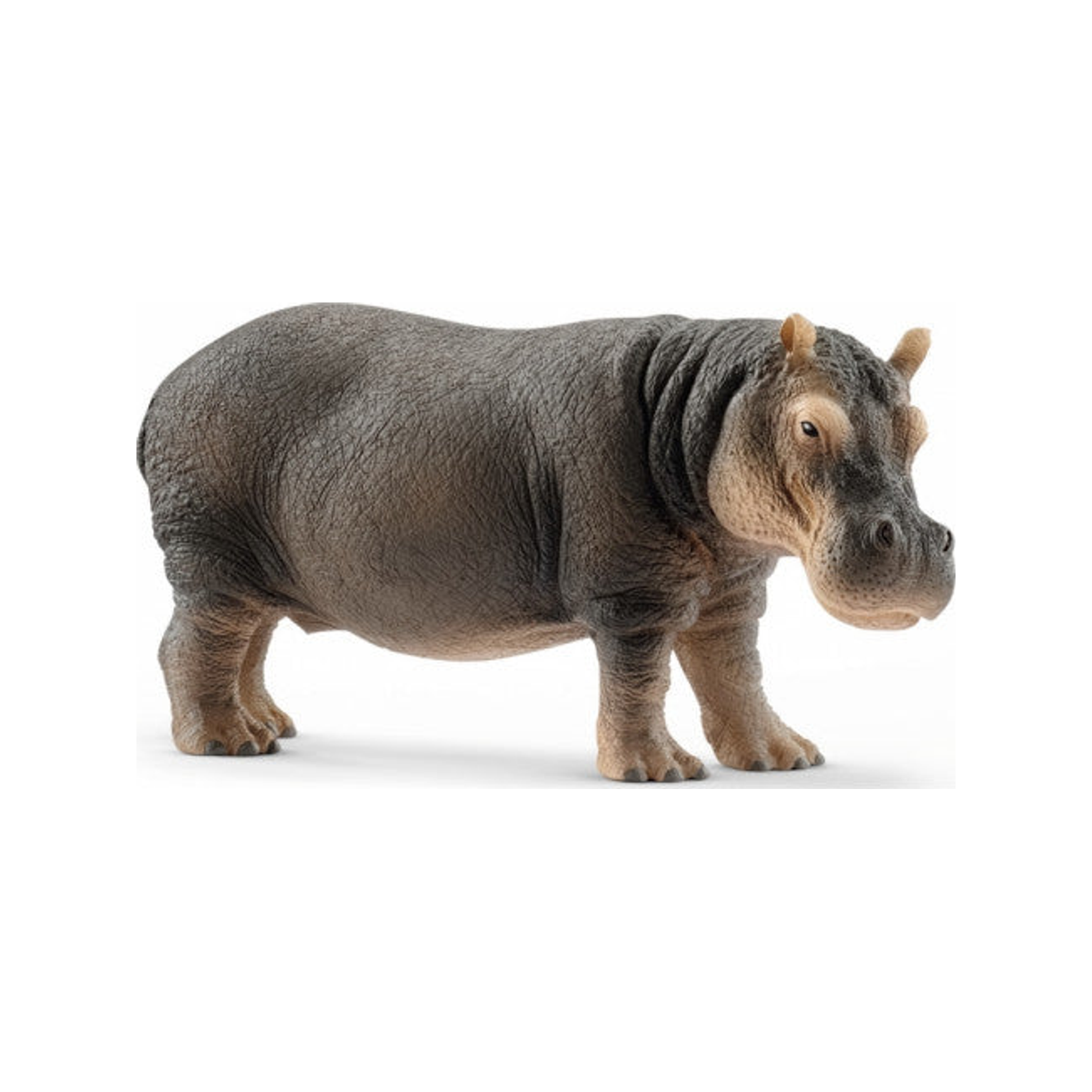 Hippopotame (normalisé)