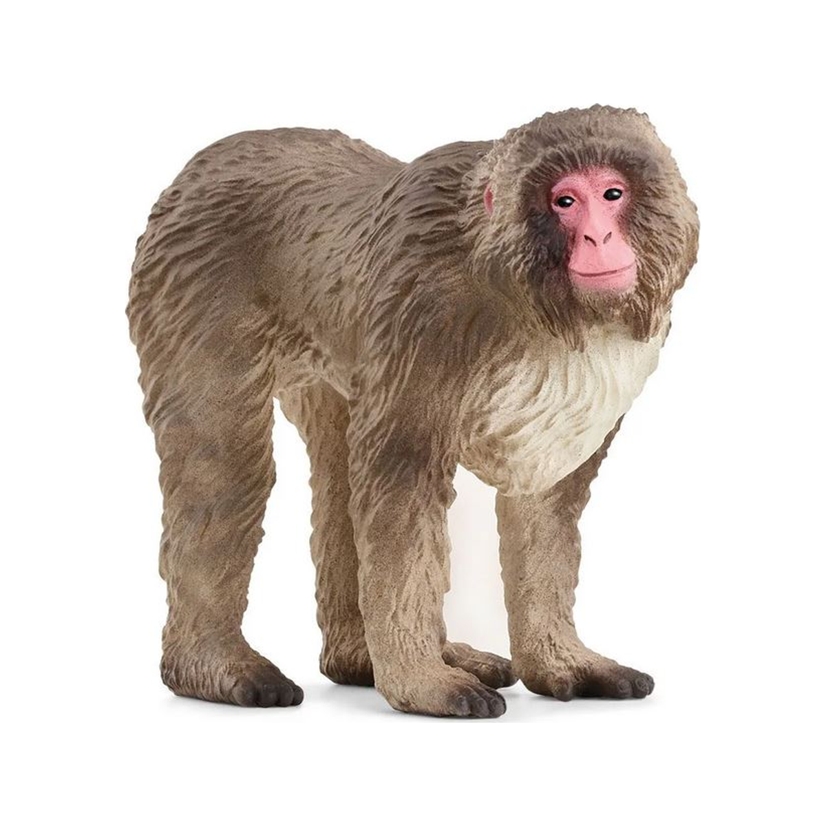 Macaco japonés (normalizado)