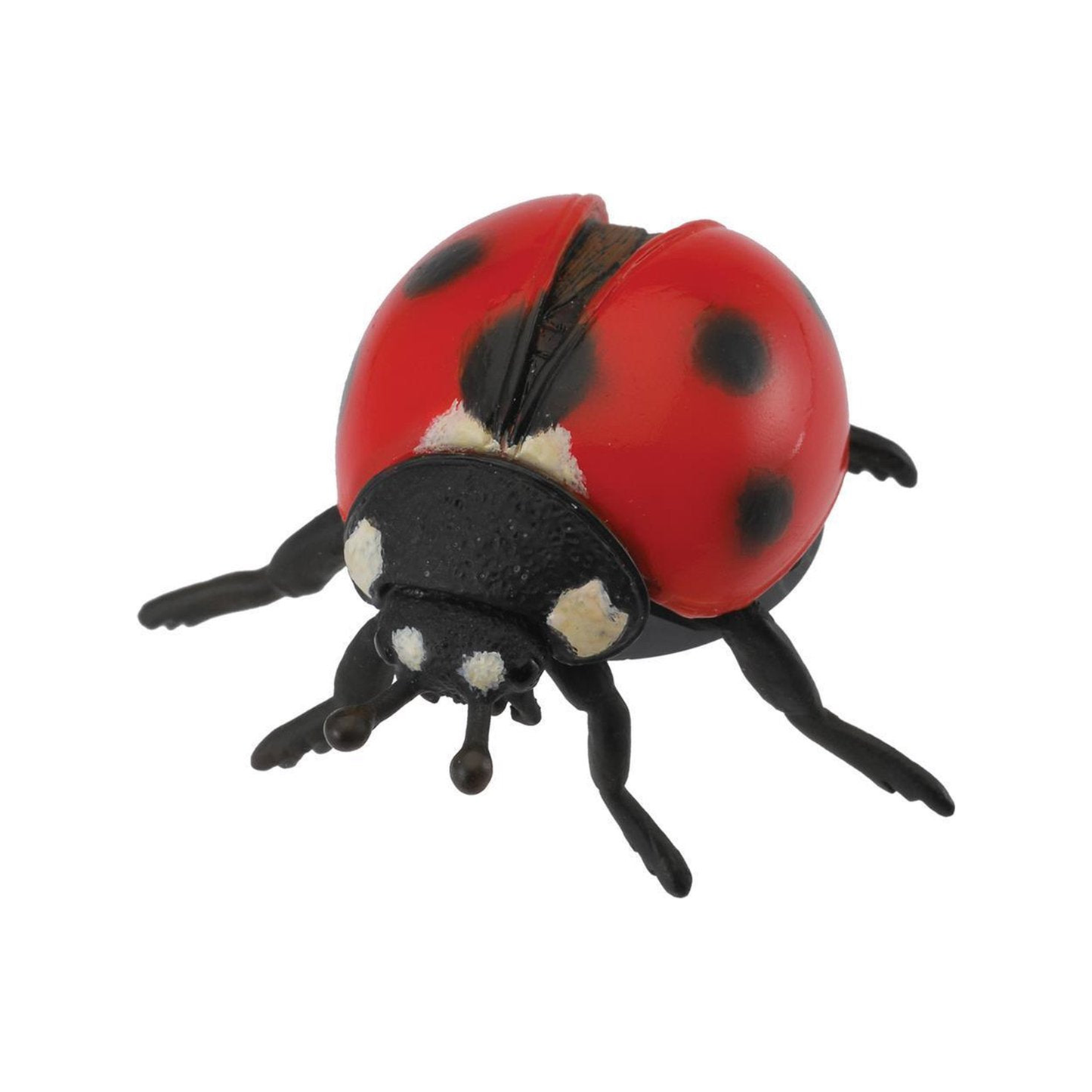 Ladybird (normalized)