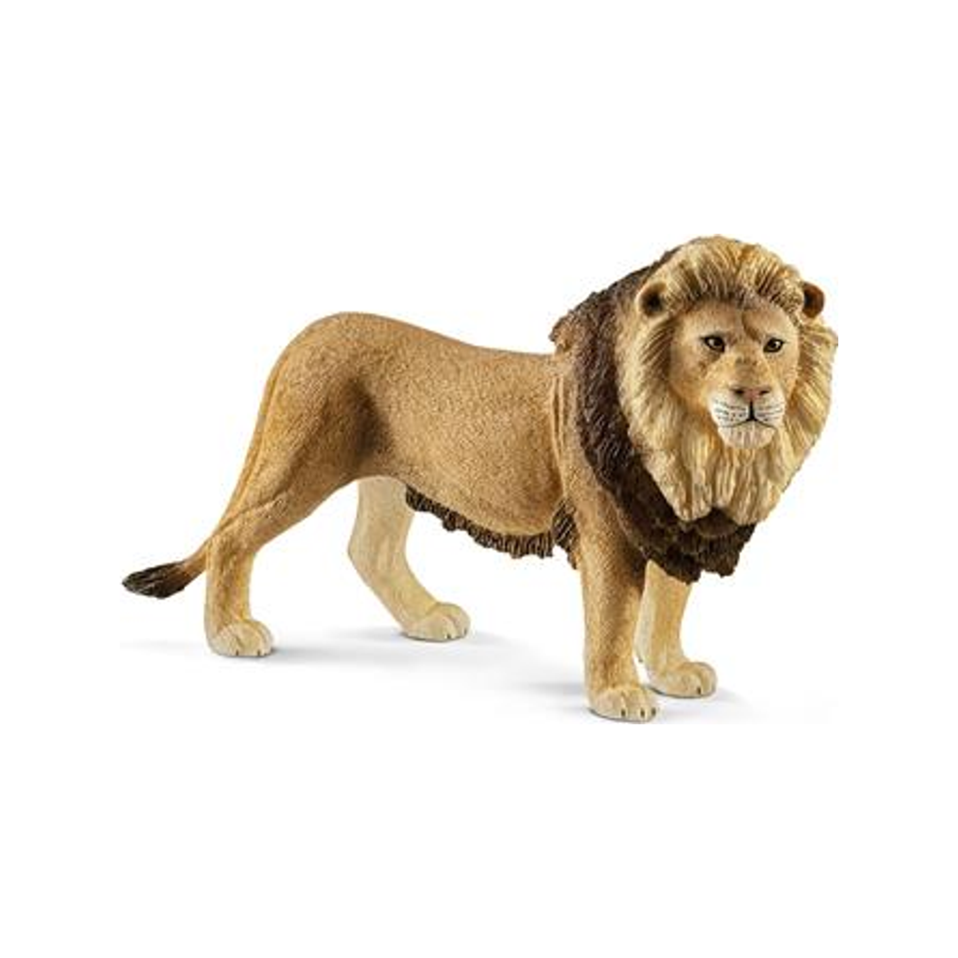 León (normalizado)