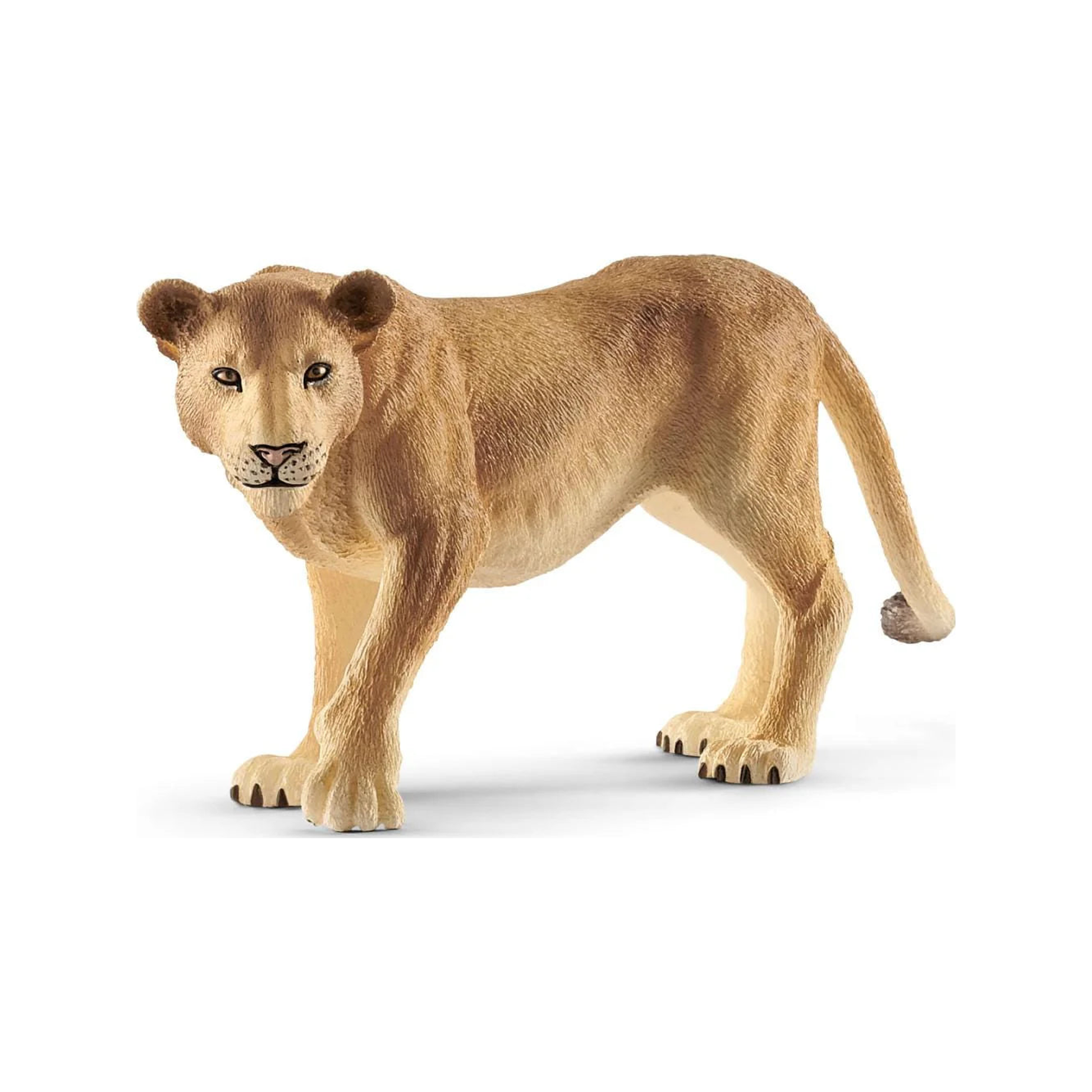 Lioness (normalized)