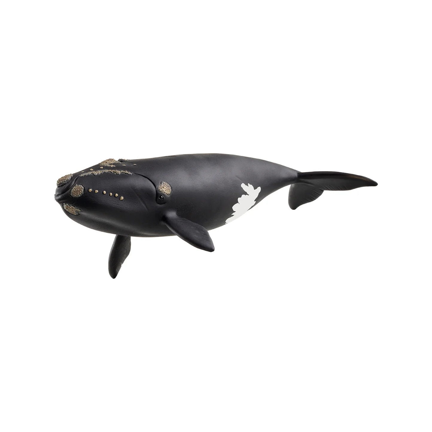 Ballena franca del Atlántico norte (normalizada)