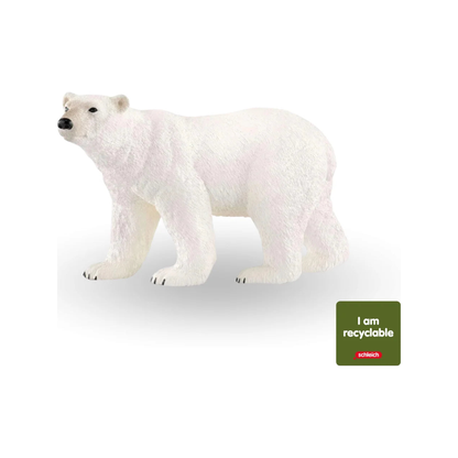Ours polaire (normalisé)