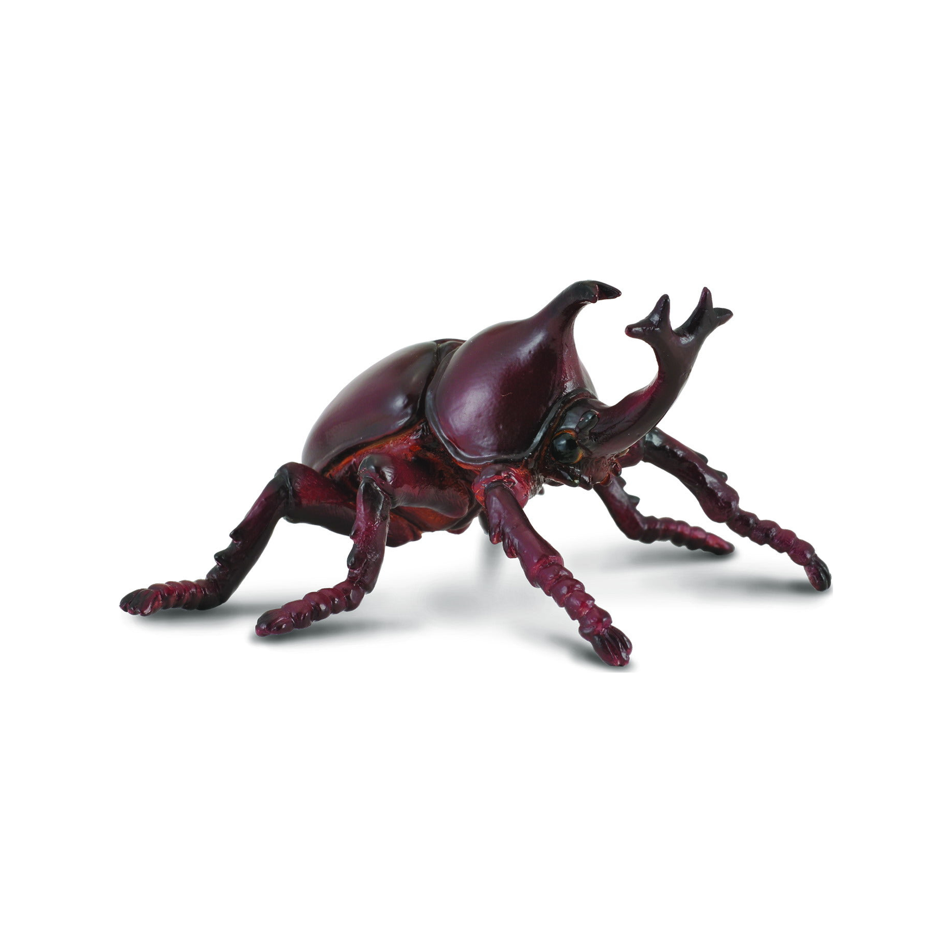 Rhinoceros beetle (normalized)