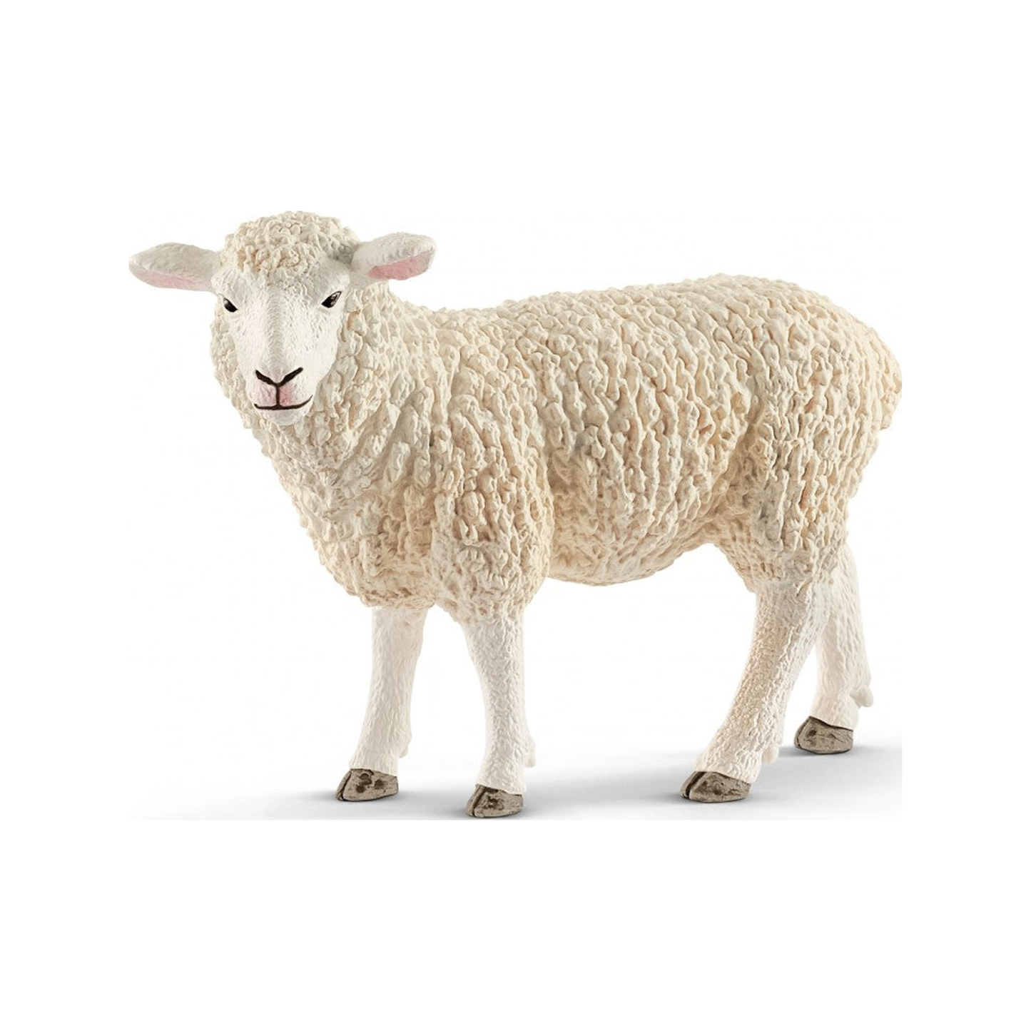 Schaap (genormaliseerd)