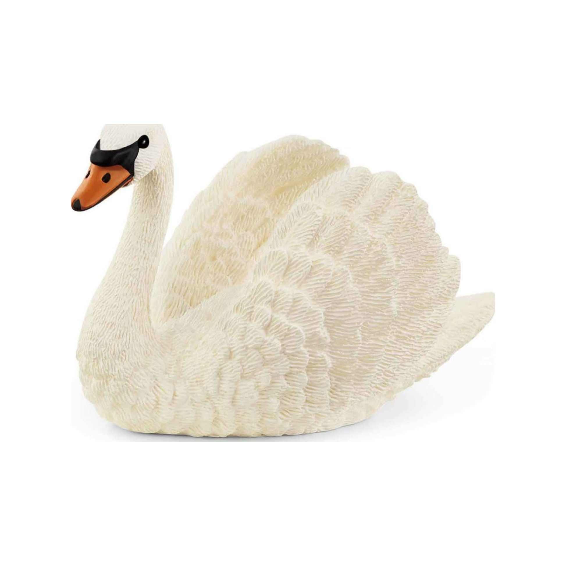 Cisne (normalizado)