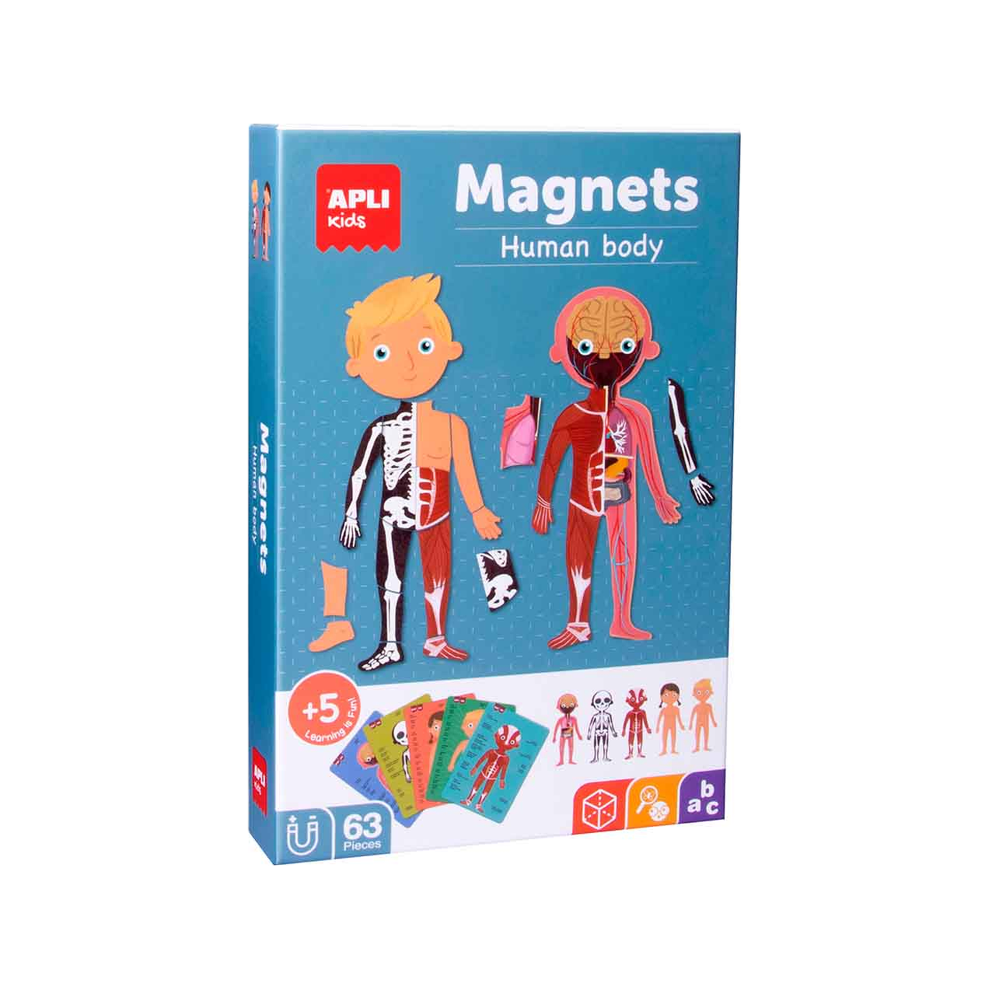The Human Body magnets (normalized)