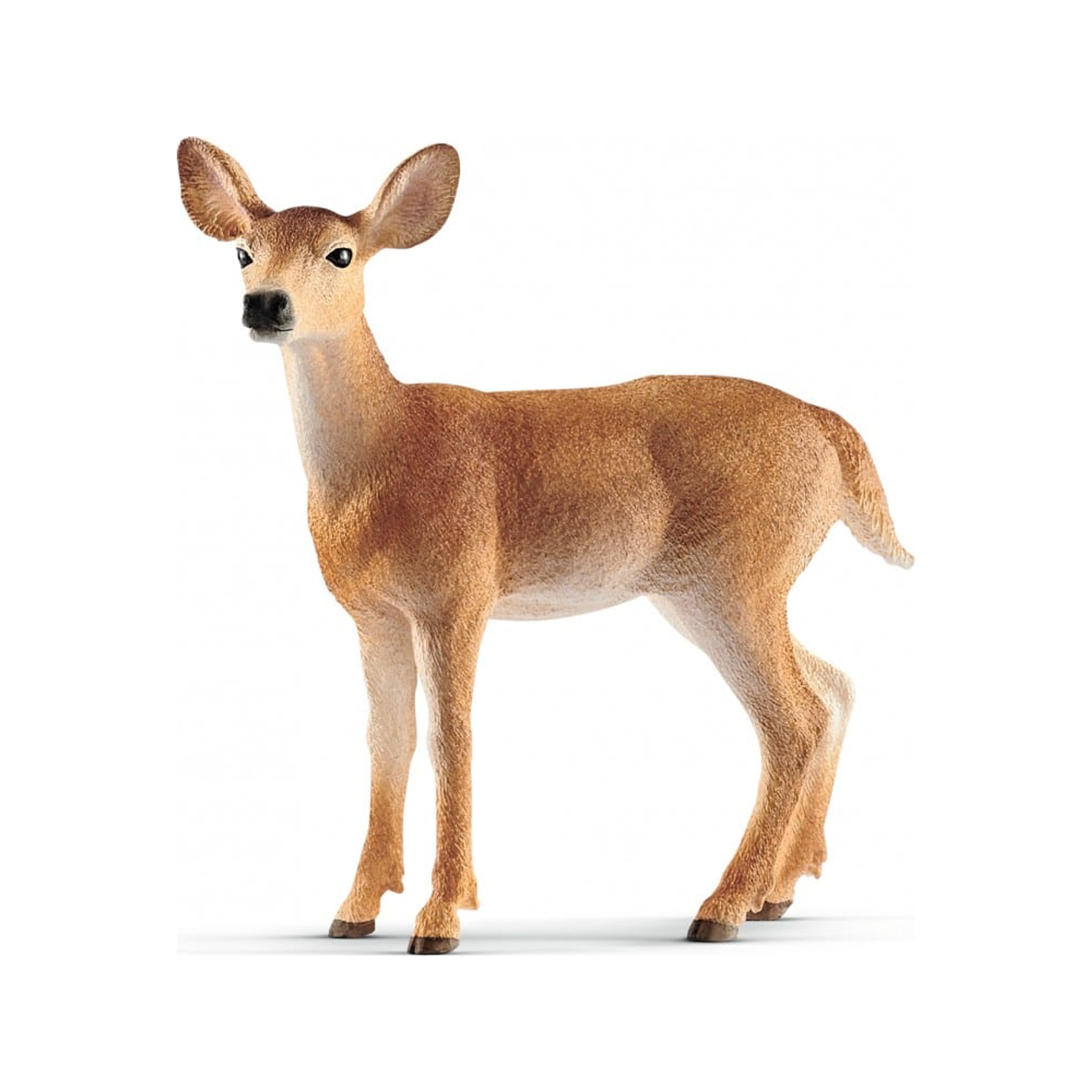 Virginia Deer (normalized)
