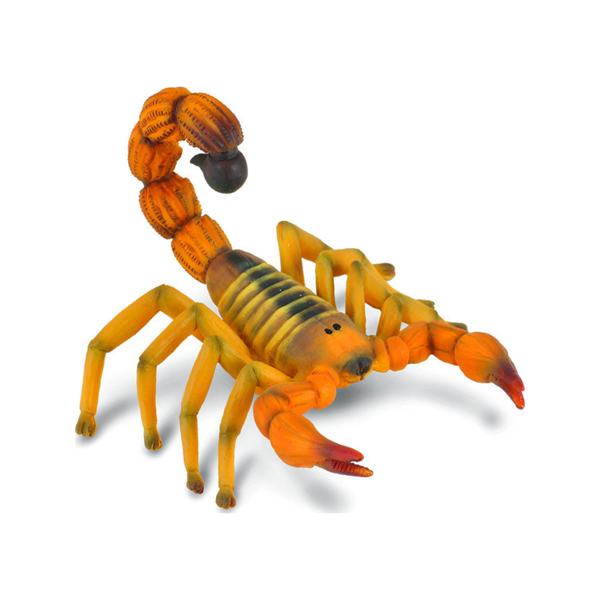 Yelllow Fat-Tailed Scorpion (normalized)