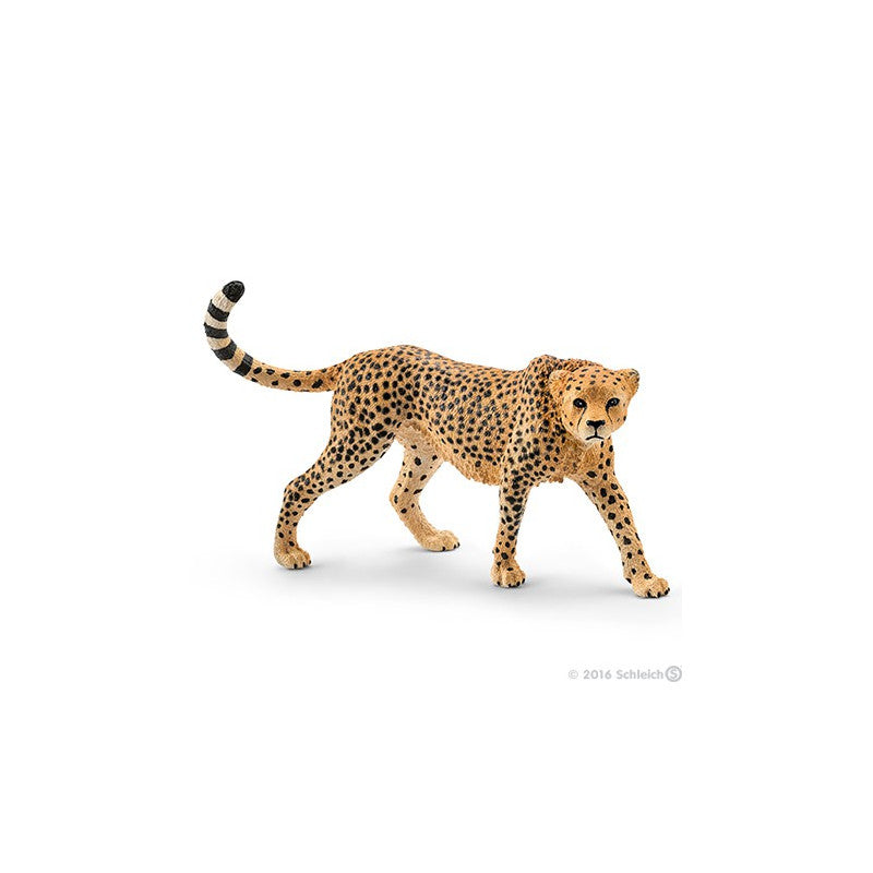 Cheetah